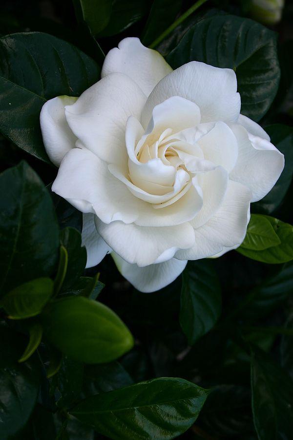 Whisper of Dawn Pastel Bouquet