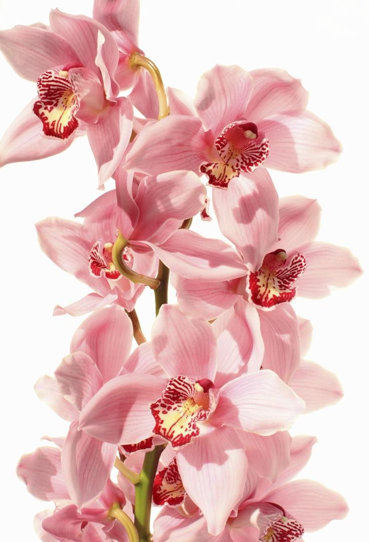 Whimsical Wildflower Serenade Collection